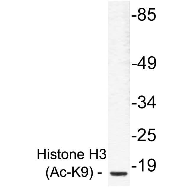 Histone H3 Antibody (Lys9)