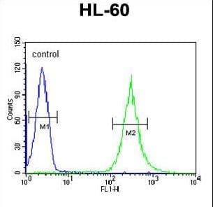 ENPP7 Antibody (aa286-313)