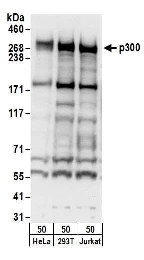 EP300 / p300 Antibody (aa1000-1050)