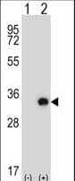 Polyclonal Rabbit anti-Mouse TSSK6 Antibody (aa204-232, WB)
