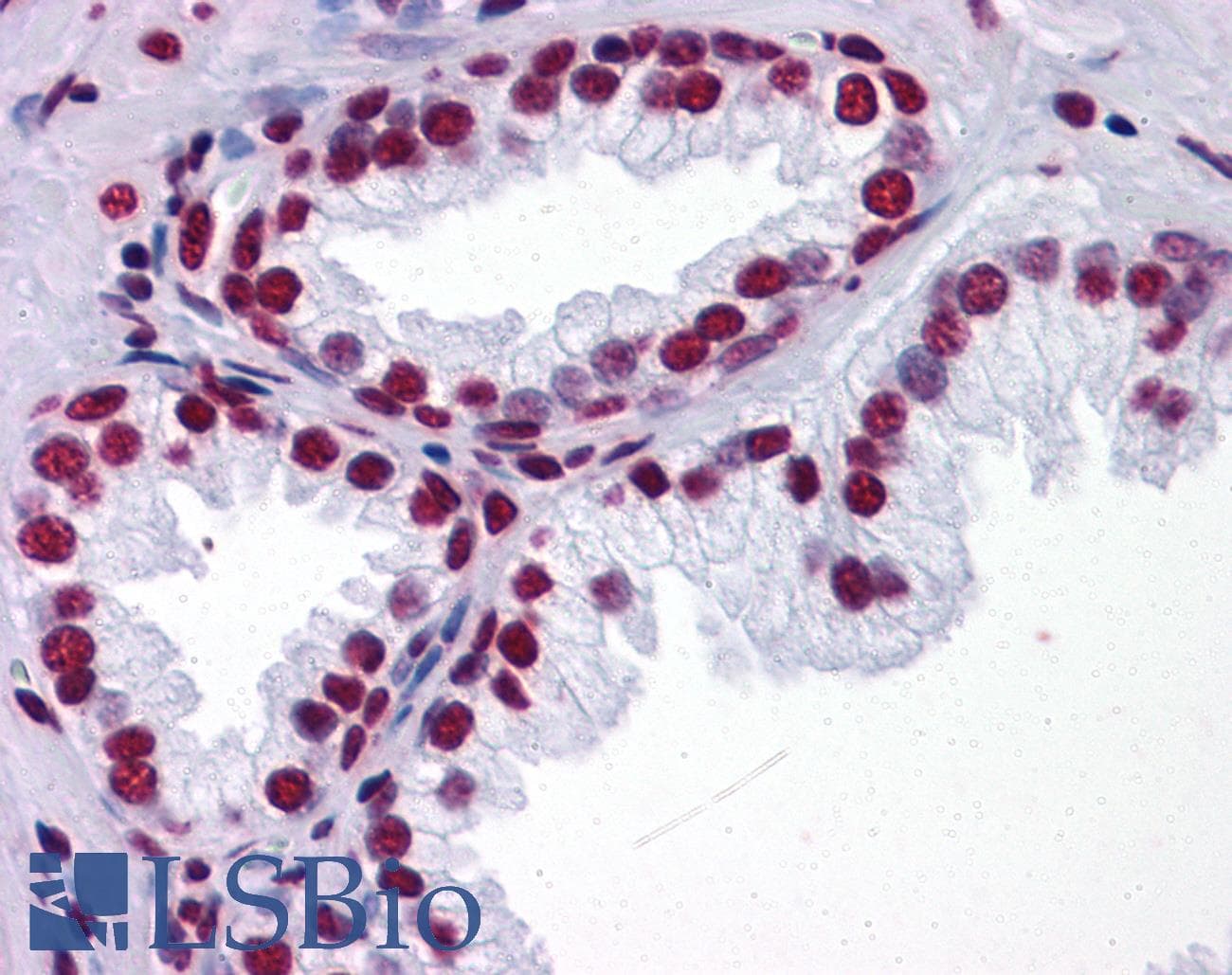 IHC-plus™ THOC6 Antibody (clone 1F6)