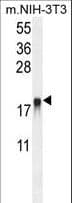 ARL8A Antibody (aa116-142)