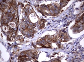 Monoclonal Mouse anti-Human NEU1 / NEU Antibody (clone OTI3D4, IHC, WB)