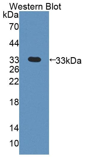 PDK3 Antibody (PE)