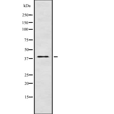 AMID / AIFM2 Antibody