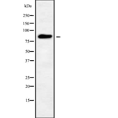 GFM1 Antibody