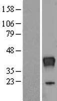 RNASET2 Protein (Over-Expression Lysate Myc-DDK (Flag))
