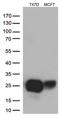 EMA / MUC1 Antibody (clone UMAB57)