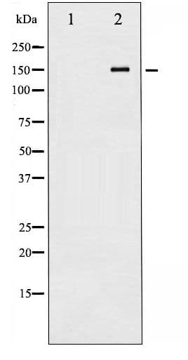 c-Met Antibody (phospho-Tyr1234)