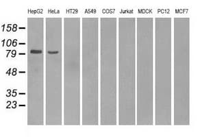 PDE10A Antibody (clone OTI1B2)
