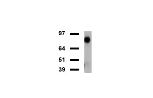 FOLH1 / PSMA Antibody (clone UMAB25, Carrier-free)