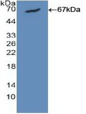 CALM1 / Calmodulin Antibody (aa1-149, APC)