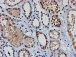 NLN / Neurolysin Antibody (clone OTI1B8)