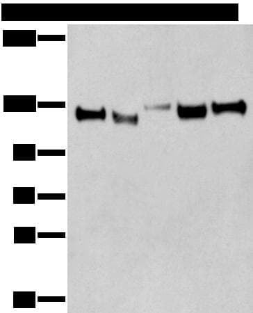 Polyclonal Rabbit anti-Human CNTN1 / gp135 / Contactin 1 Antibody (IHC, WB)