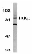 CHUK / IKKA / IKK Alpha Antibody