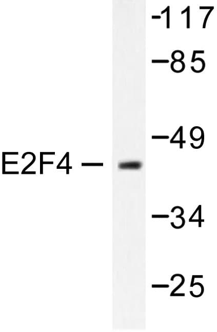 E2F4 Antibody (Leu50/83)