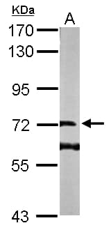 DENND1B Antibody (aa1-272)