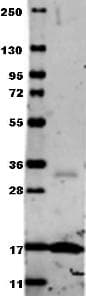 Polyclonal Rabbit anti-Human TNF Alpha Antibody (IHC, IF, WB)