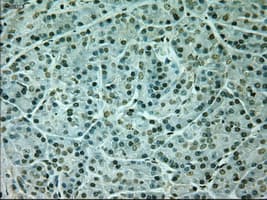 NEUROG1 / NGN1 / Neurogenin 1 Antibody (clone OTI3F9)