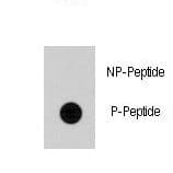CDC25A Antibody (phospho-Ser79)