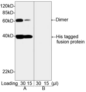 His Tag Antibody (clone 6G2A9)