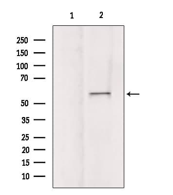 Polyclonal Rabbit anti-Human ATG16L1 / ATG16L Antibody (IF, WB)