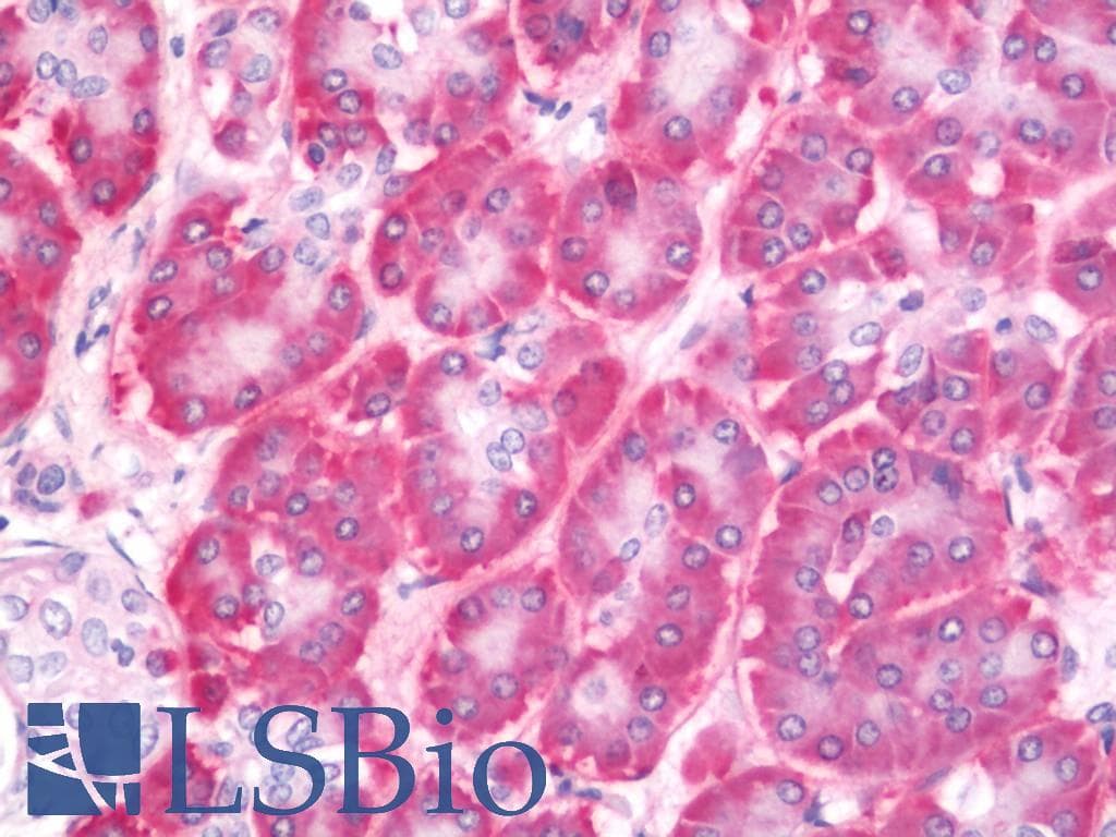 LOX / Lysyl Oxidase Antibody (FITC)