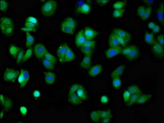 Polyclonal Rabbit anti-Human KCNQ3 Antibody (IF, WB)
