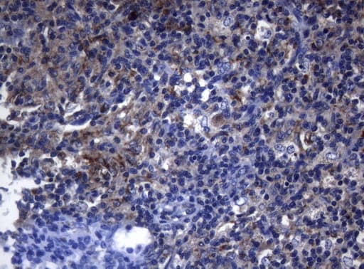 PITPNB Antibody (clone OTI6H10)