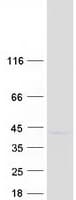 Human SLAMF9 Protein (Recombinant Myc-DDK (Flag))