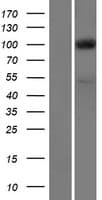 EXOC1 / SEC3 Protein (Over-Expression Lysate Myc-DDK (Flag))