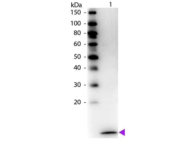 Polyclonal Rabbit anti-Human CCL20 / MIP-3-Alpha Antibody (Biotin, IHC, WB)