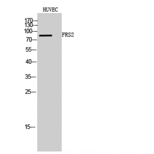 FRS2 Antibody (380-460 aa)