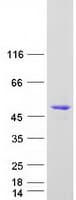 Human SYTL2 / SLP2 Protein (Recombinant Myc-DDK (Flag))