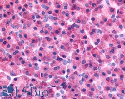 PathPlus™ PAK7/PAK5 Antibody (Internal)