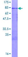 Human MCRS1 / MSP58 Protein (Recombinant GST)