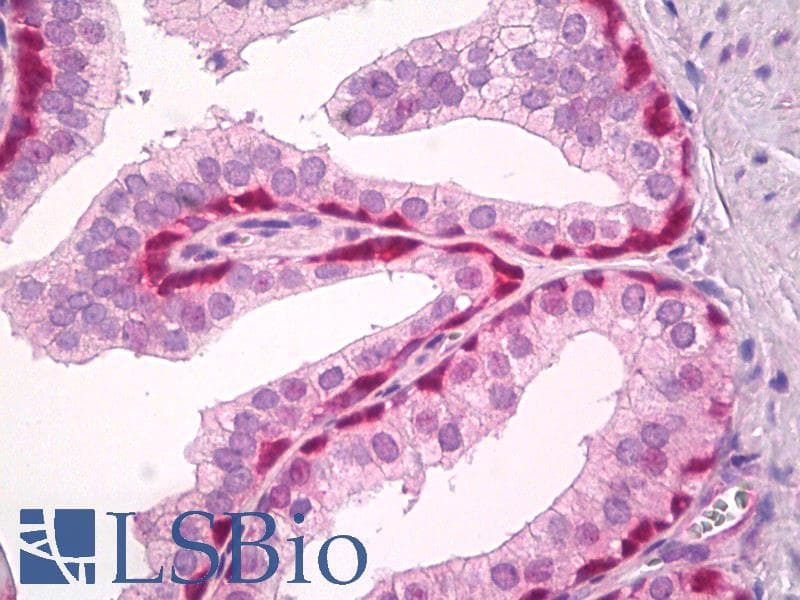 IHC-plus™ Polyclonal Rabbit anti-Human GPR171 Antibody (aa141-190, IHC, IF, WB)