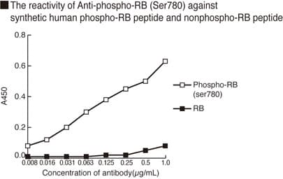 Monoclonal Mouse anti-Human RB1 / Retinoblastoma / RB Antibody (clone 2C4, phospho-Ser780, WB)