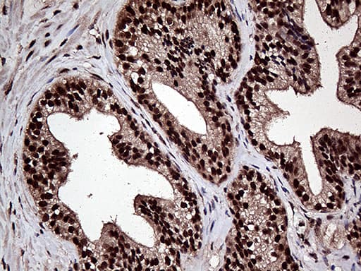 L3MBTL3 Antibody (aa98-319, clone OTI6D7, Carrier-free)