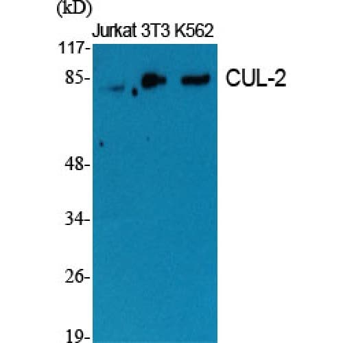 CUL2 / Cullin 2 Antibody (670-750 aa, C-terminal)