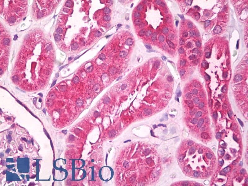 IHC-plus™ UNC5CL Antibody (aa40-70)