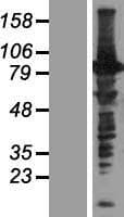 C16orf71 Protein (Over-Expression Lysate Myc-DDK (Flag))