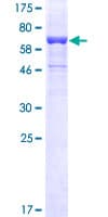 Human LIMPII / SCARB2 Protein (Recombinant GST)
