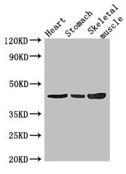 Polyclonal Rabbit anti-Human ZNF707 Antibody (IHC)