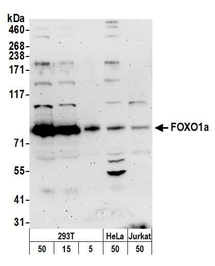 FOXO1 / FKHR Antibody (aa600-C-term)