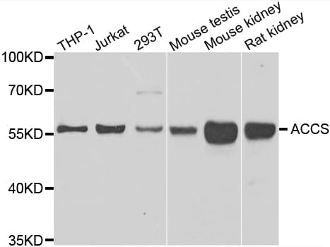 ACCS / ACS Antibody