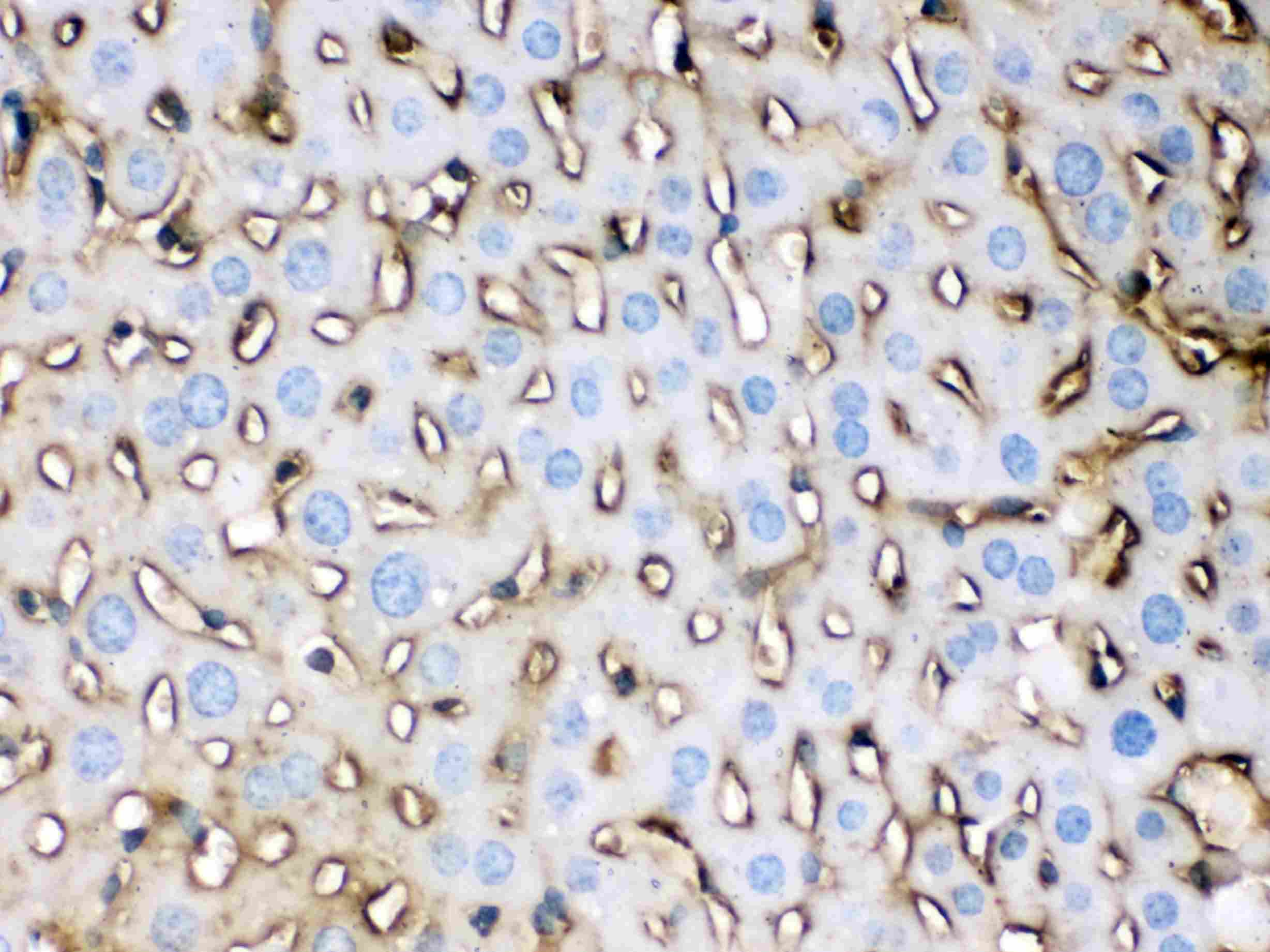 APOE / Apolipoprotein E Antibody