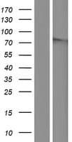 Human BTBD11 Protein (Over-Expression Lysate Myc-DDK (Flag))