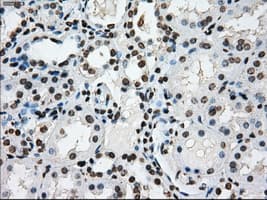 ID3 Antibody (clone OTI15E3)