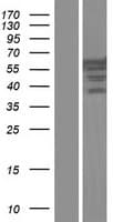 PTBP3 / ROD1 Protein (Over-Expression Lysate Myc-DDK (Flag))